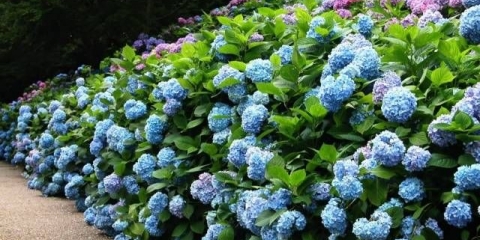 Hortenzija: razmnožavanje reznicama u jesen